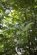 Leaves and pods