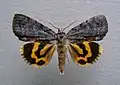 Catocala grynea woody underwing