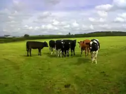 Cattle Farming