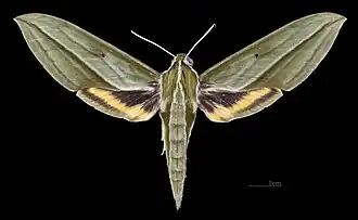 Female dorsal