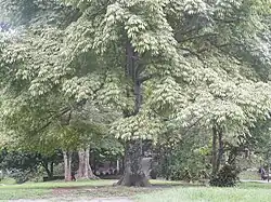 Canopy