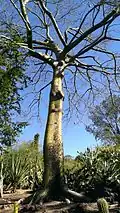 Winter time for a cultivated mature specimen at Huntington Library and Botanical Garden