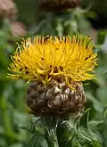 Globe knapweed (C. macrocephala)