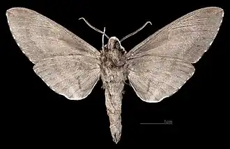 ♂ △
