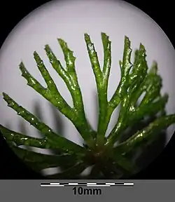 "foliage"