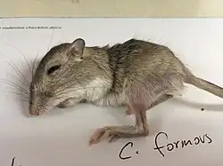 Brown and white long-tailed rat