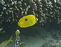 Zanzibar butterflyfish Chaetodon (Tetrachaetodon) zanzibarensis