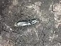 'Chaetosoma colossa