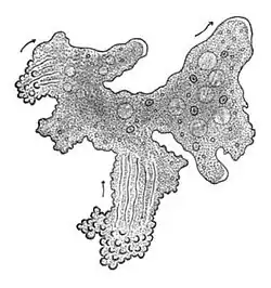 The single-celled giant amoeba has up to 1000 nuclei and reaches lengths of 5&nbsp;mm (0.20&nbsp;in).