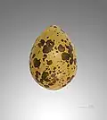 Egg – MHNT