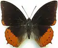C. p. protonothodes male from CAR