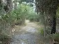 Trail