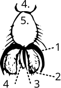 2 refers to the pulvilus
