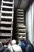Second-year Belgian endive in a growing facility