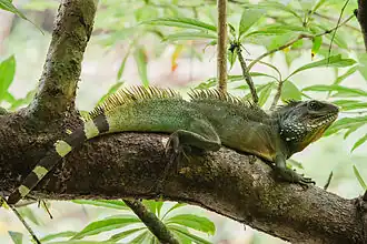 At Khao Yai NP, Thailand
