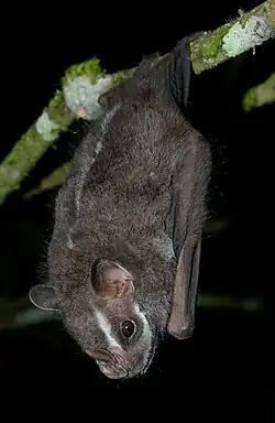Brown bat