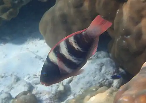 Female
