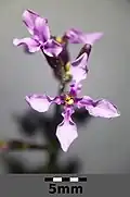 a stem with two small four-petalled flowers