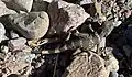 Baby Chuckwalla, Titus Canyon, Death Valley National Park