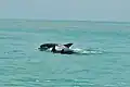Bottlenose dolphins off the Yucatan Peninsula, Mexico