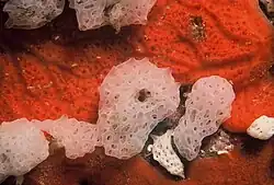 Clathrina coriacea