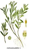 1885 illustration