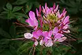 Pink inflorescence