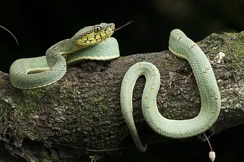 Bothrops bilineatus