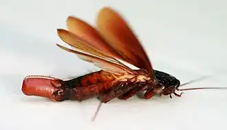 Female Validiblatta fuliginosa with ootheca
