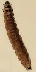 Larva