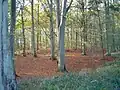 Collyweston Great Wood