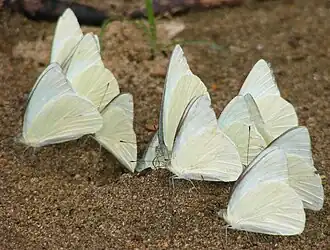 Mud puddling
