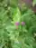 Arctium minus, lesser burdock, Peninsula State Park