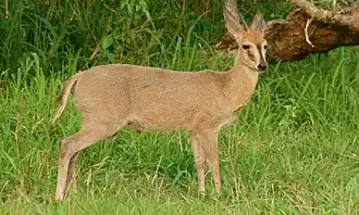 adult male in Kruger Park