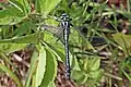 male, Estonia
