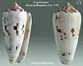 Conus gubernator Hwass in Bruguière, J.G., 1792