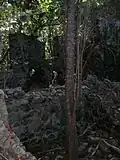 A tree now grows inside the main house
