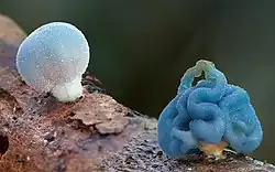 Coprinopsis pulchricaerulea