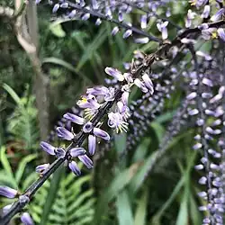 Narrow-leaved palm lily (Cordyline stricta) also known as the Slender Palm Lily