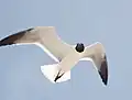 Laughing gull Leucophaeus atricilla