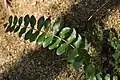 Tutu leaves