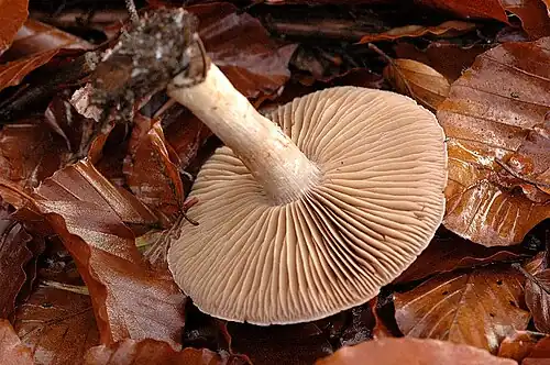 Cap underside