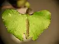 Corybas hypogaeus leaf