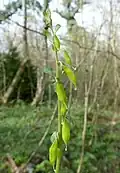 Infructescence.