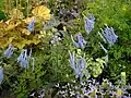 Corydalis flexuosa
