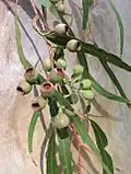 Fruit