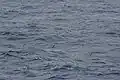 A group 200&nbsp;nm east of Madeira