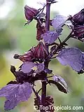 H. acetosella budding