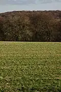 Cranham Wood