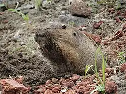 Brown gopher head